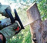 Best Tree and Shrub Care  in Columbia, SC