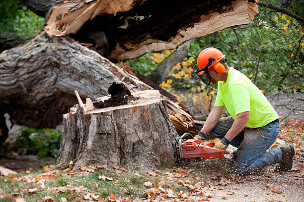 Reliable Columbia, SC Tree Services Solutions