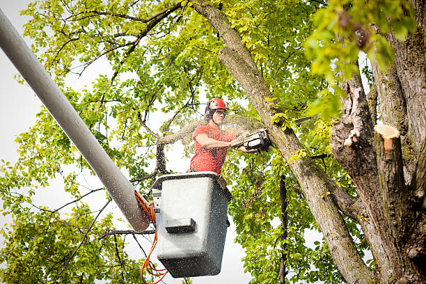 How Our Tree Care Process Works  in  Columbia, SC